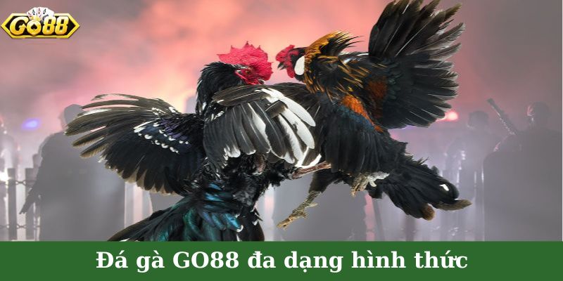 Siêu nhiều thể loại chọi gà cho ban chiêm ngưỡng
