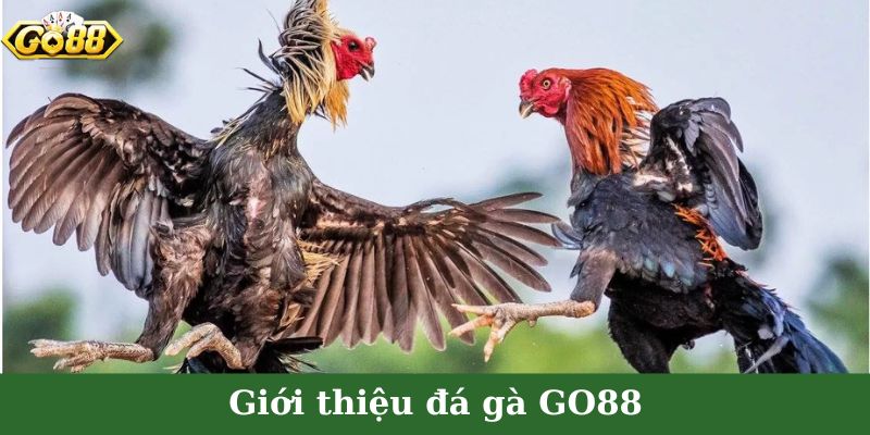 Đôi nét cơ bản về sảnh chọi chiến kê GO88